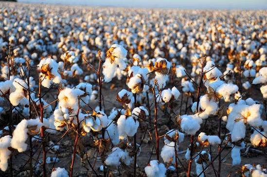 CAI raises India cotton pressing estimate to 339 lakh bales
