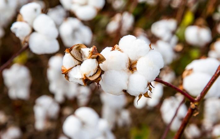 Cotton sector needs 3 Vs