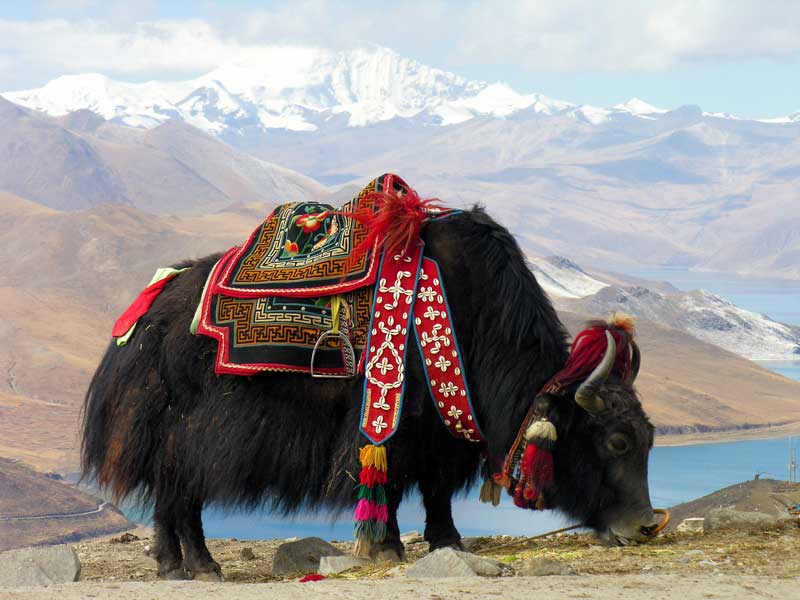 Dark Brown Yak Wool Leggings