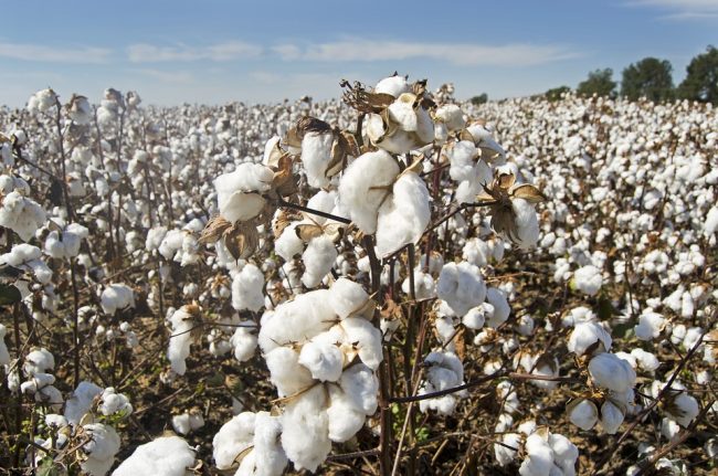 Cotton output expected to drop 7.4% due to crop damage from rain