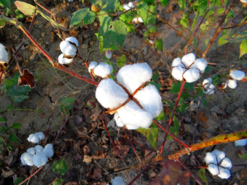 CAI further lowers its cotton crop estimate for 2022-23 season