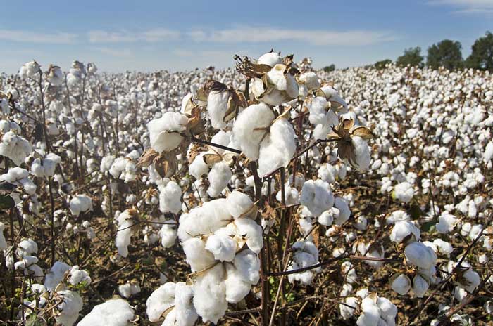 Cotton USA unveils new benchmarking tool for spinning mills