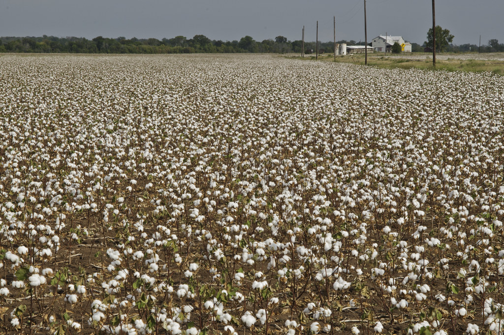 CAI pegs its cotton pressing estimate for 2022-23 season at 318.90 lakh bales