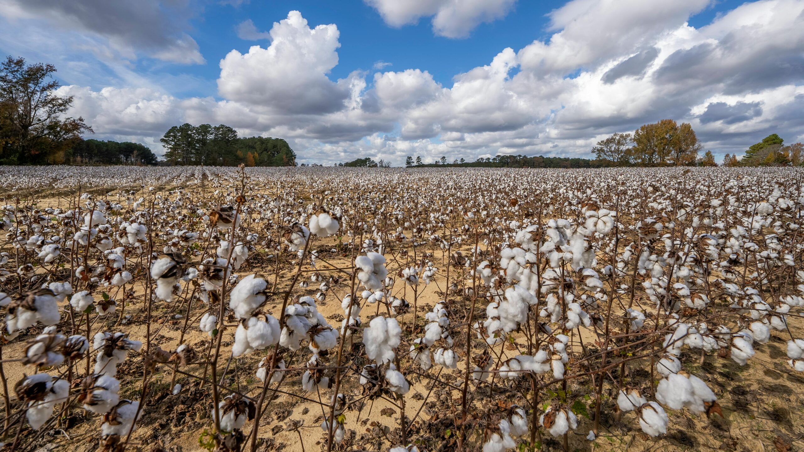 CAI raises India’s 2025-26 cotton pressing estimate to 324 lakh
