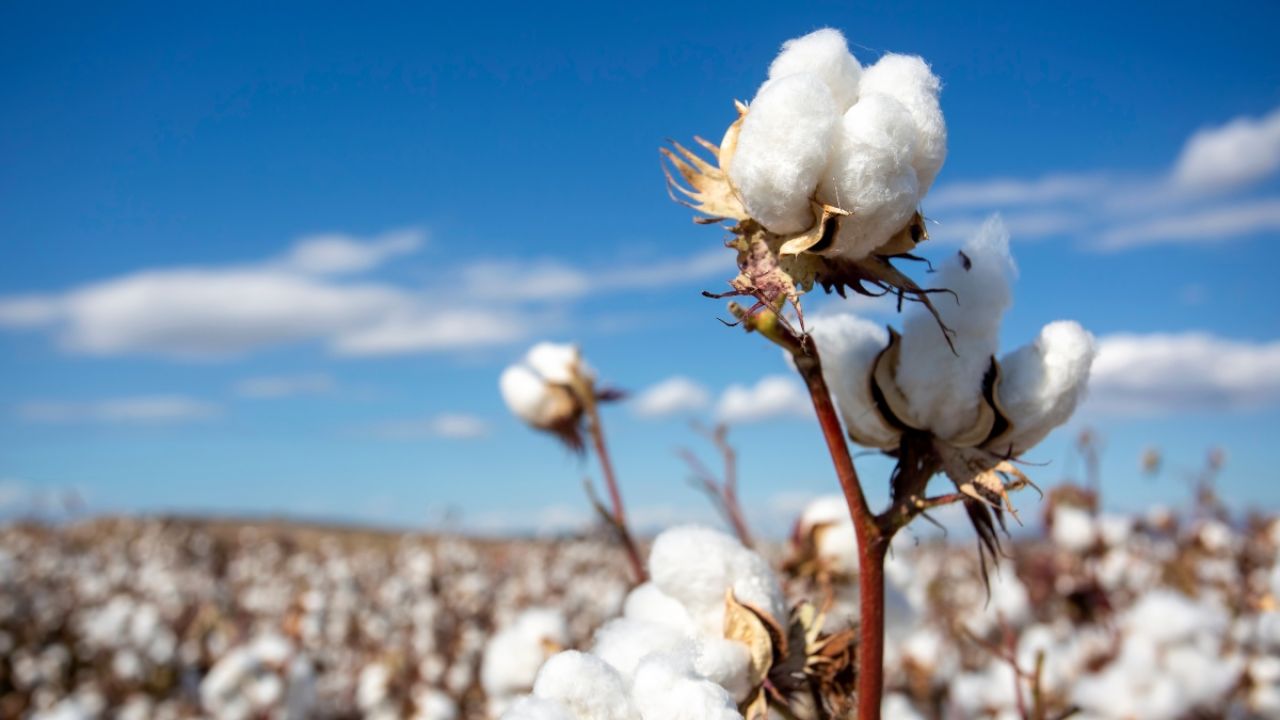 India’s Cotton Tech Mission aims to enhance quality in 100 days