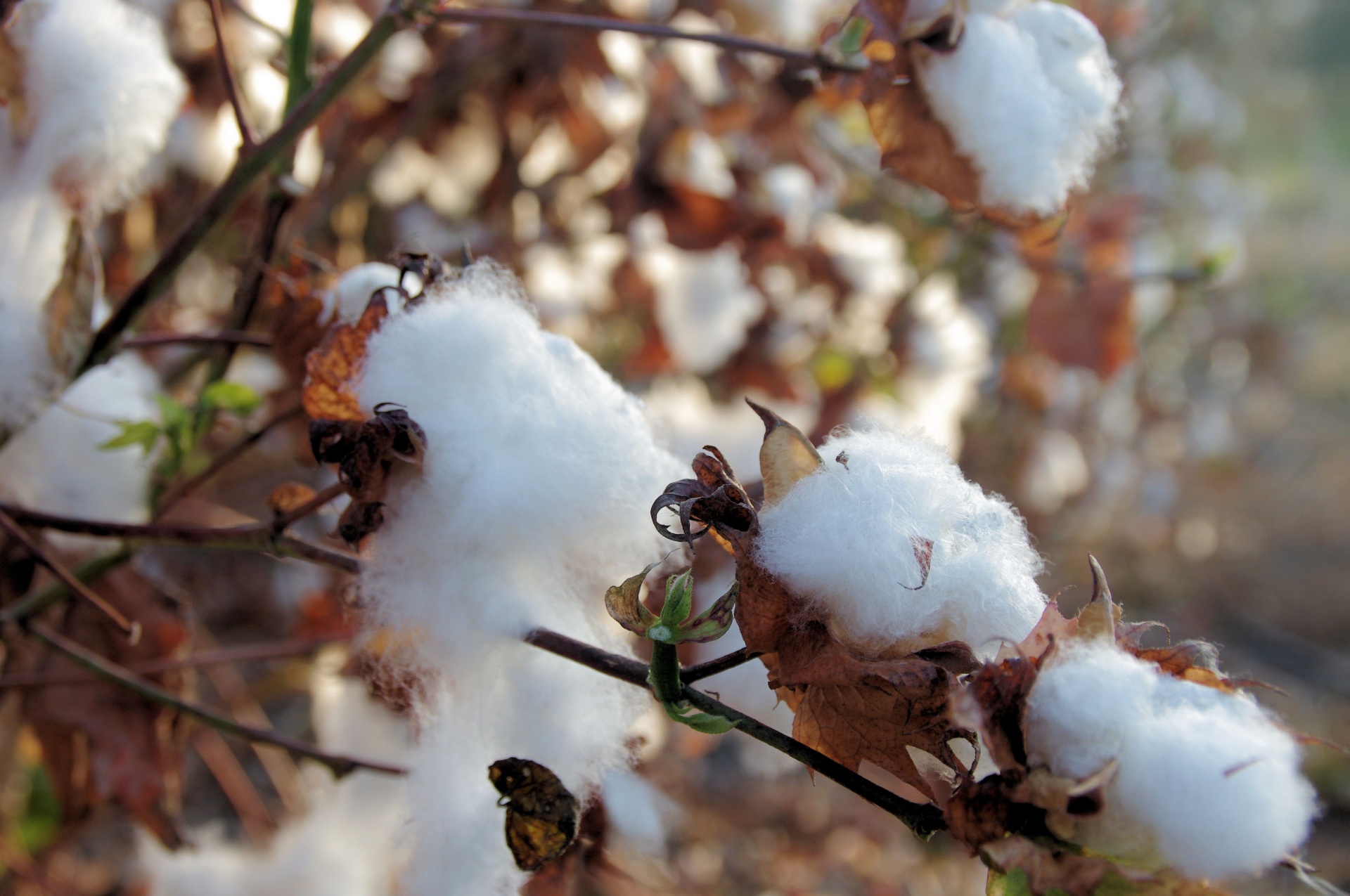 Cotton exports set to surge 27% to 2.8 million bales: CAI