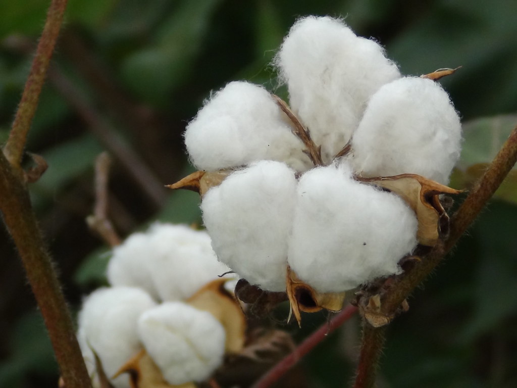 Cotton demand issue dominates the textile ecosystem