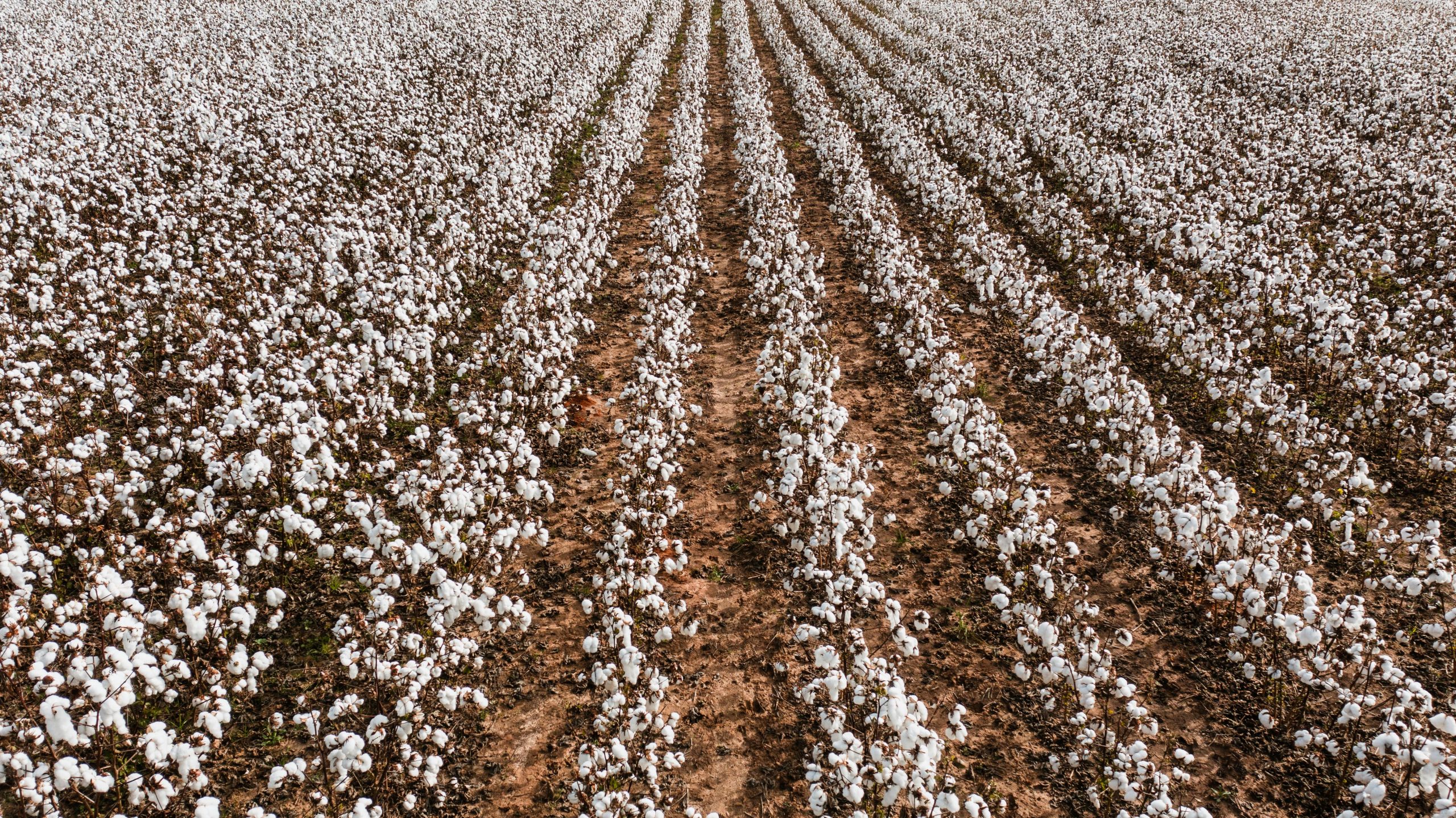 Outreach and engagement is essential for the cotton sector