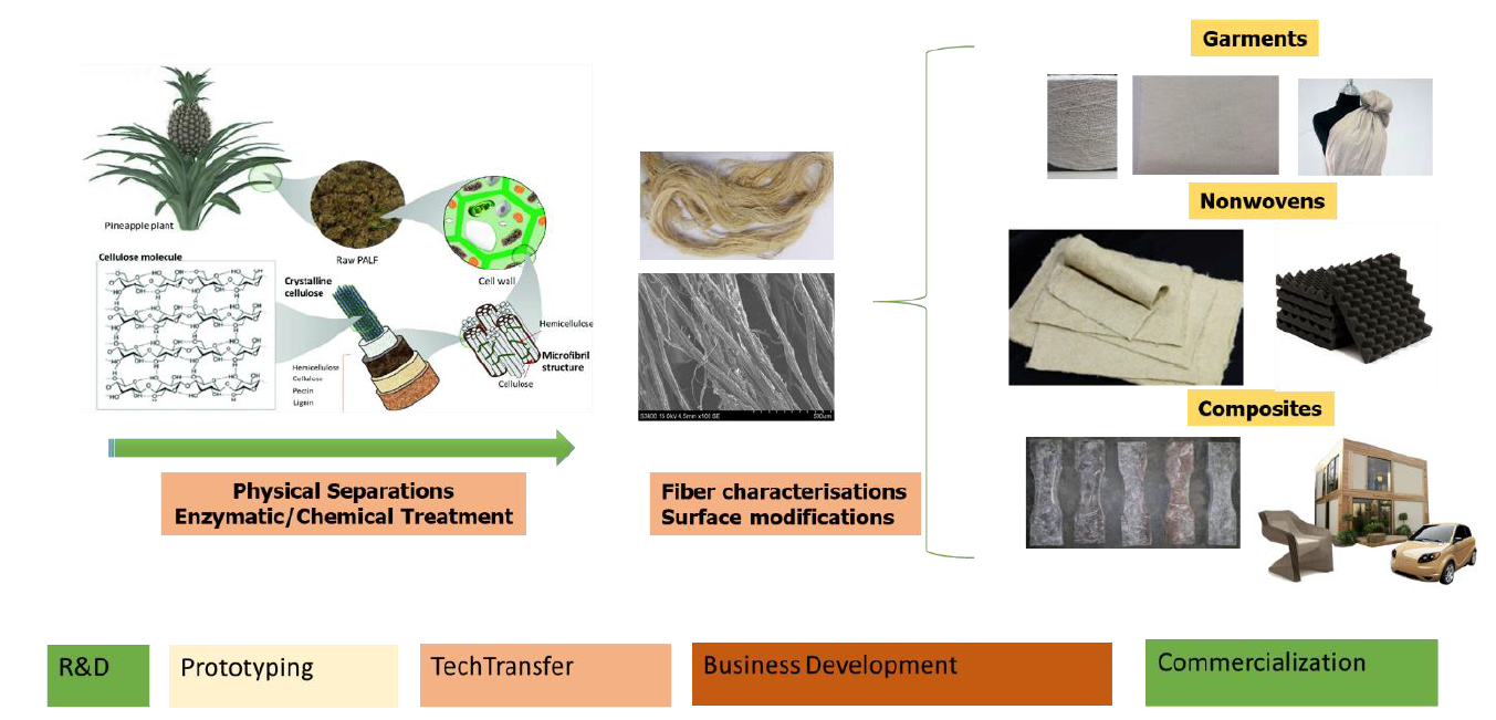 Utilisation of pineapple leaf fibres for biobased textiles Indian