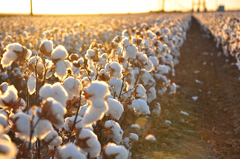 Global experts discuss the global cotton & textiles scenario