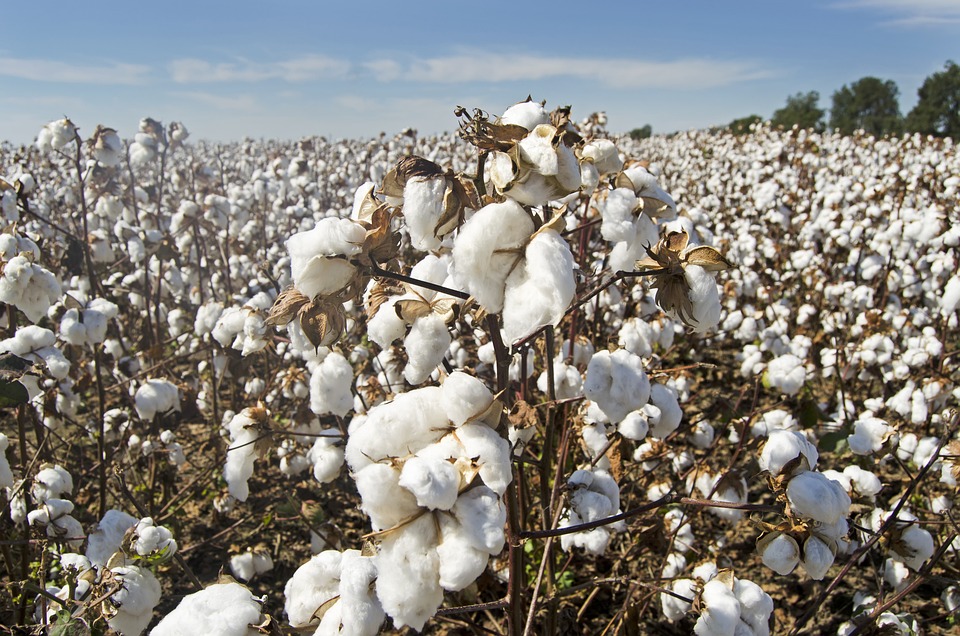 CAI urges Goyal to remove 11% import duty on cotton