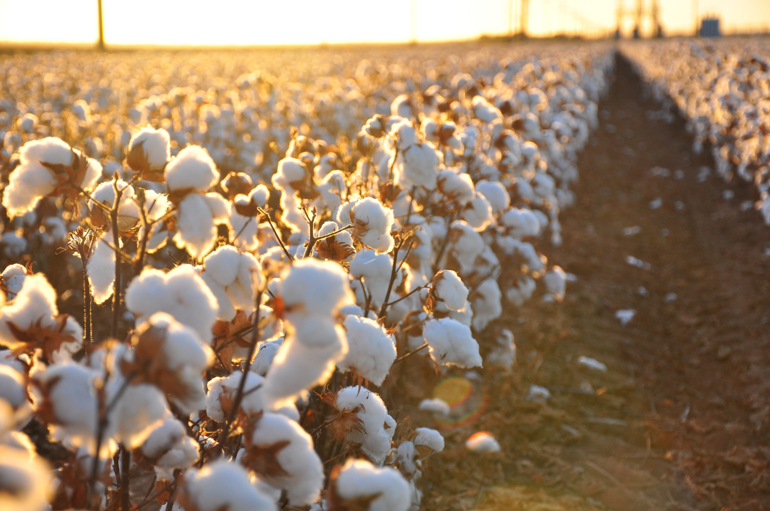 Gujarat remains top in India’s cotton production and exports