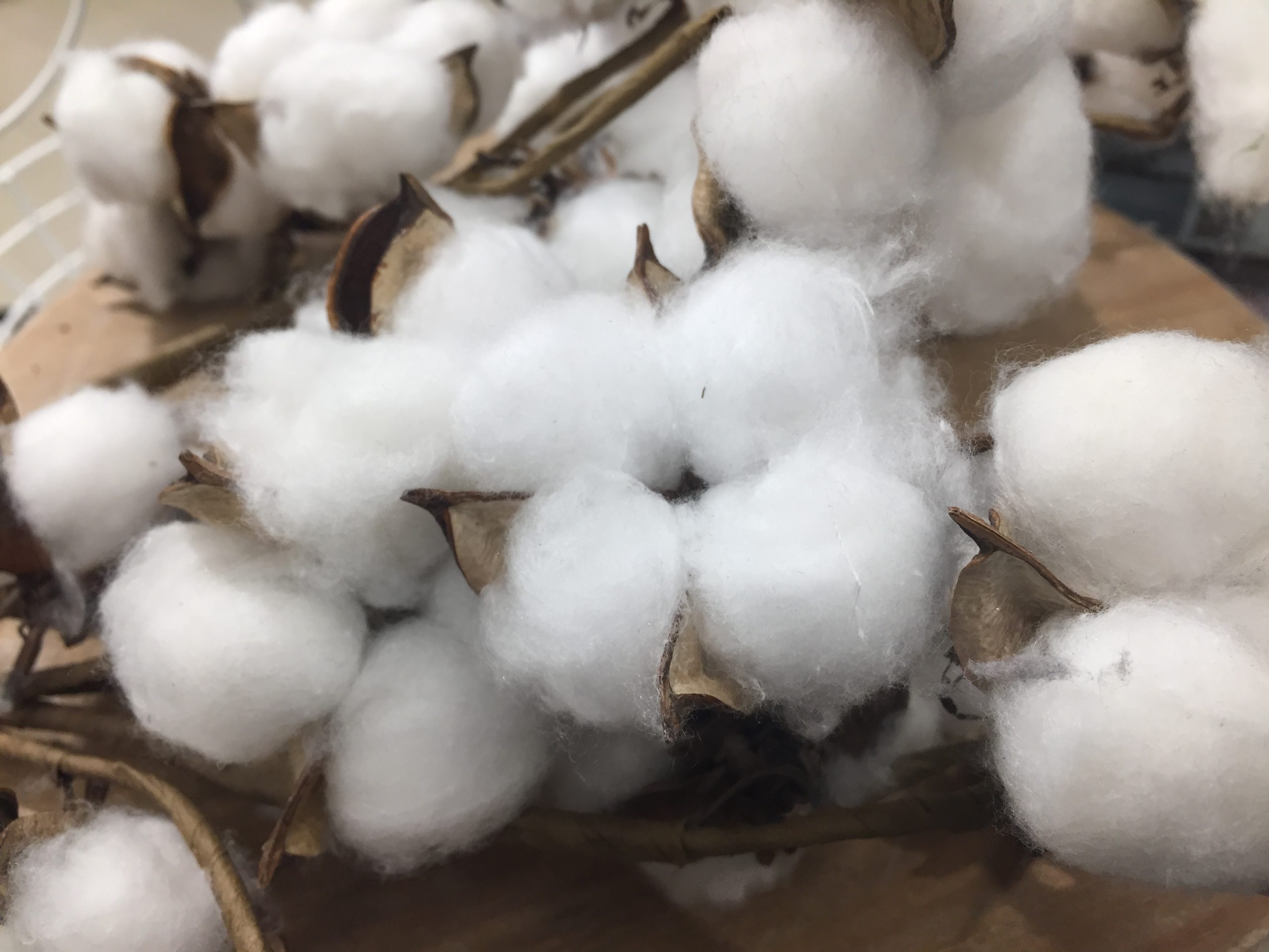 India boosts Kasturi Cotton to compete with Bangladesh, Vietnam in textile exports