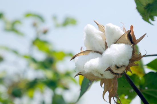 India’s AEPC provides global apparel sector with full value chain solution