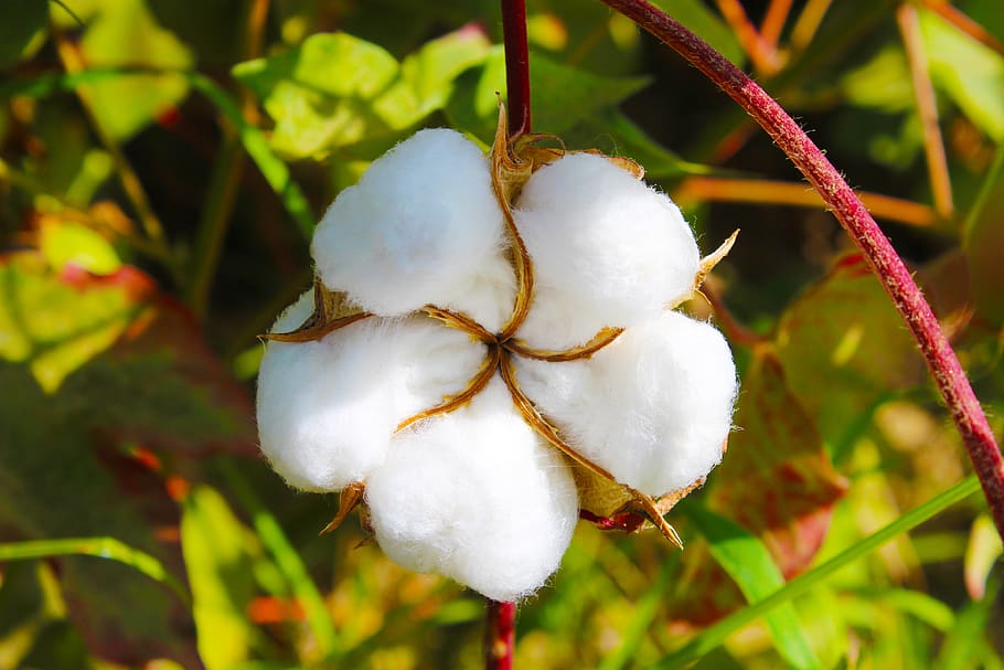 India’s cotton farming overhaul sparks production surge