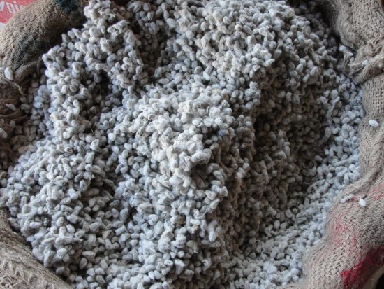 Indocount Industries and Partech Seeds join for cotton seed research
