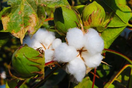Industry urges centre to remove 11% import duty on cotton