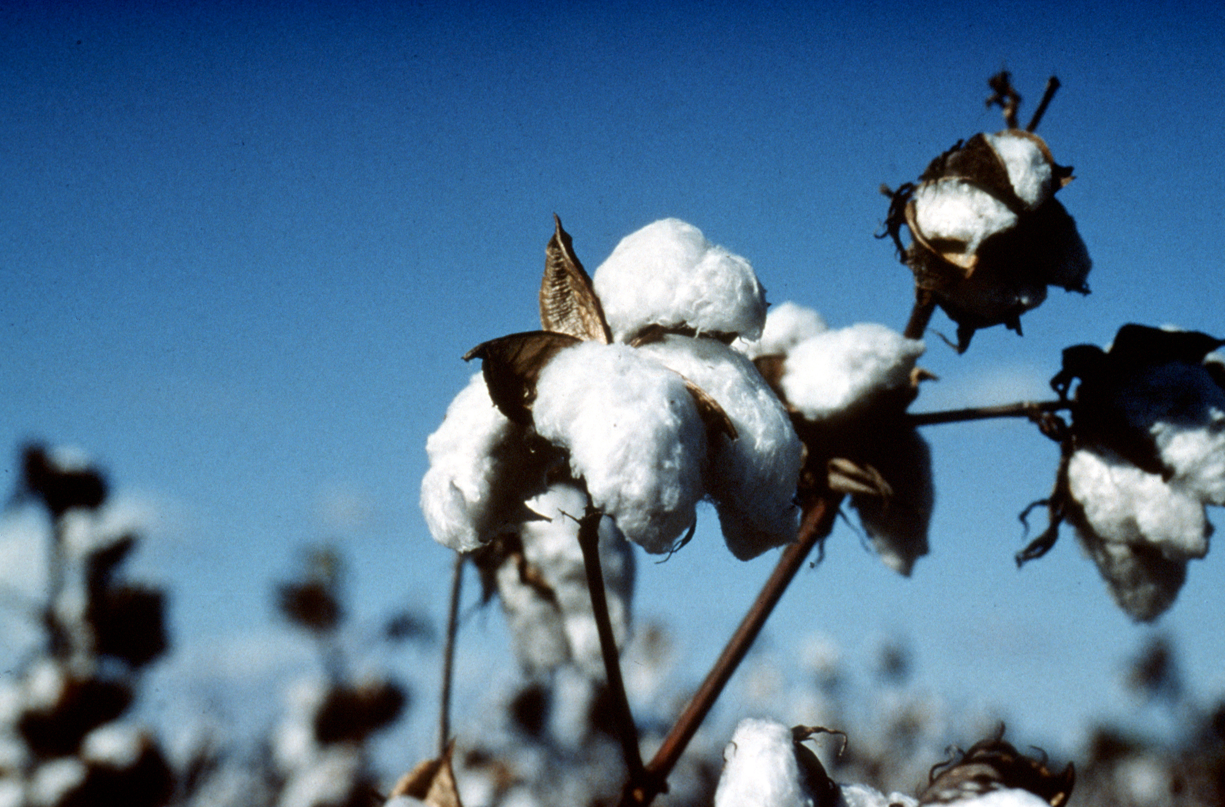 Sportking India Teams Up with ATGC Biotech to Enhance Cotton Output