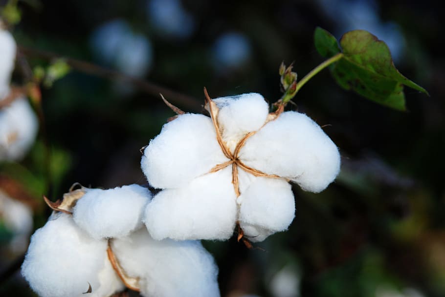 Textile groups call for action on CCI cotton trading policies