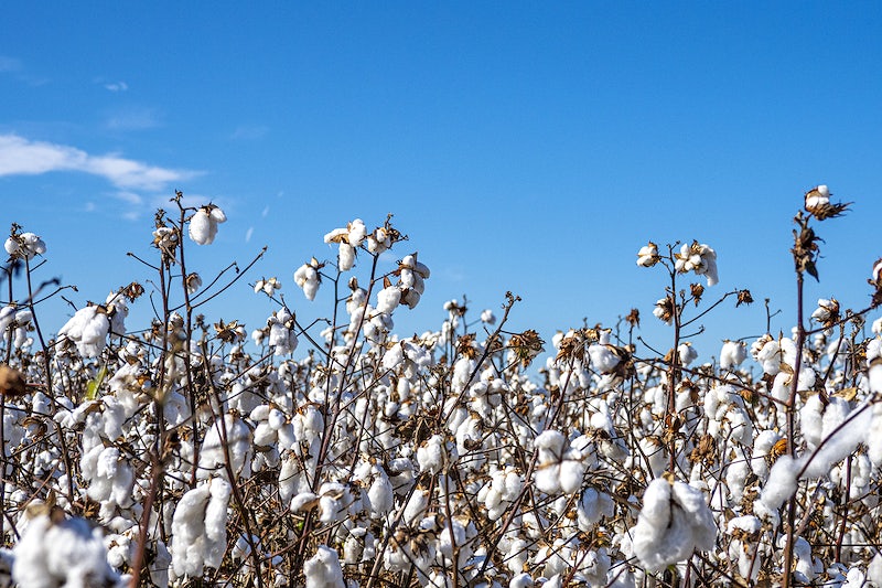 Textiles Minister Piyush Goyal launches the website for Kasturi Cotton