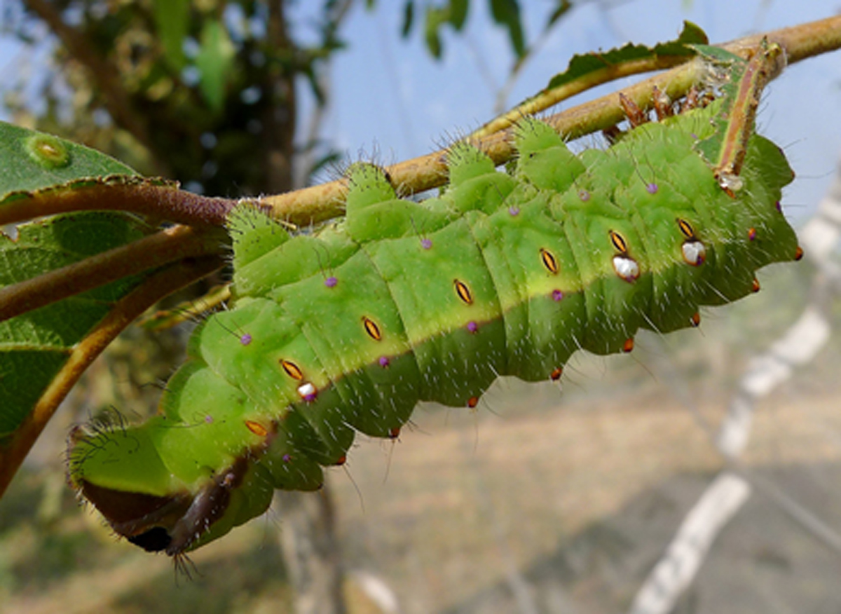 How Bihar is Transforming into a Silk Hub How Bihar is Transforming into a Silk Hub