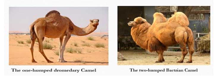 Current status and prospects of camel wool based livelihood in India