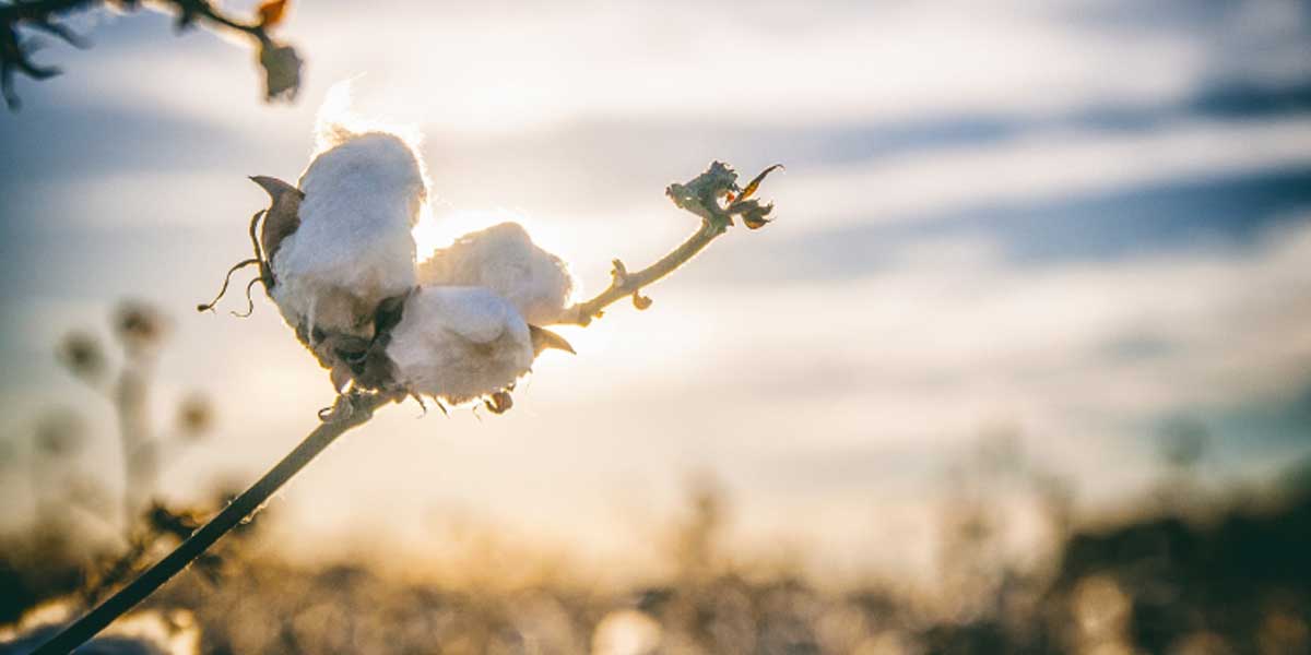 The convergence of digitalisation and sustainability in cotton sector