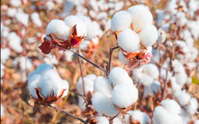 Banking Big on Cotton