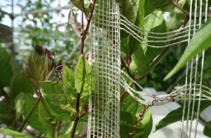 Karl Mayer: High up with green nets