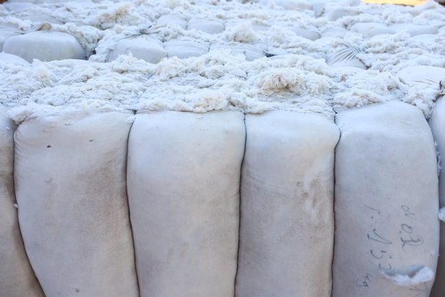 Centre approves quality control order for cotton bale certification