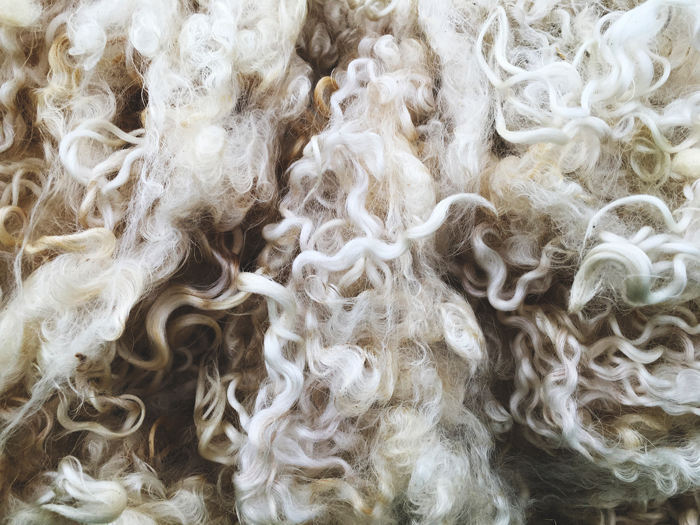 The evolution of wool as a performance fibre The evolution of wool as a performance fibre