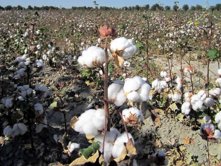 Cotton yarn makers to see 7-9% revenue growth this fiscal