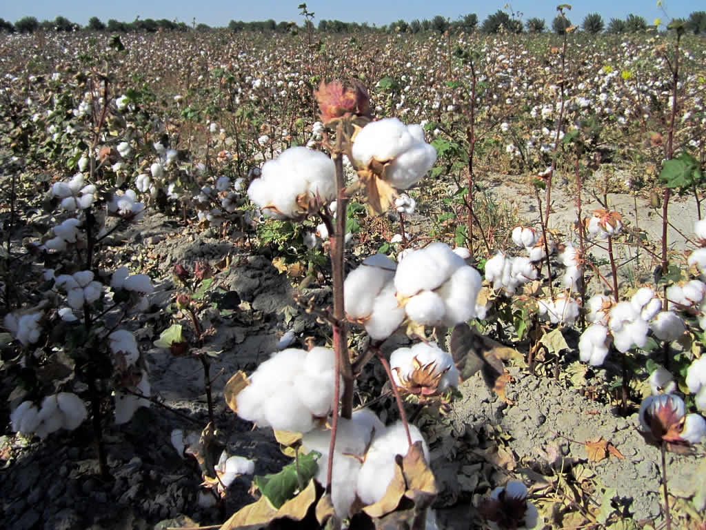 Cotton yarn makers to see 7-9% revenue growth this fiscal Cotton yarn makers to see 7-9% revenue growth this fiscal