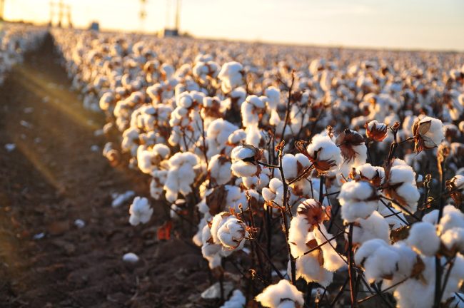 Cotton proves as a sustainable advanced textiles product