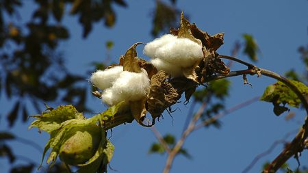 House panel calls for new cotton seed varieties in India