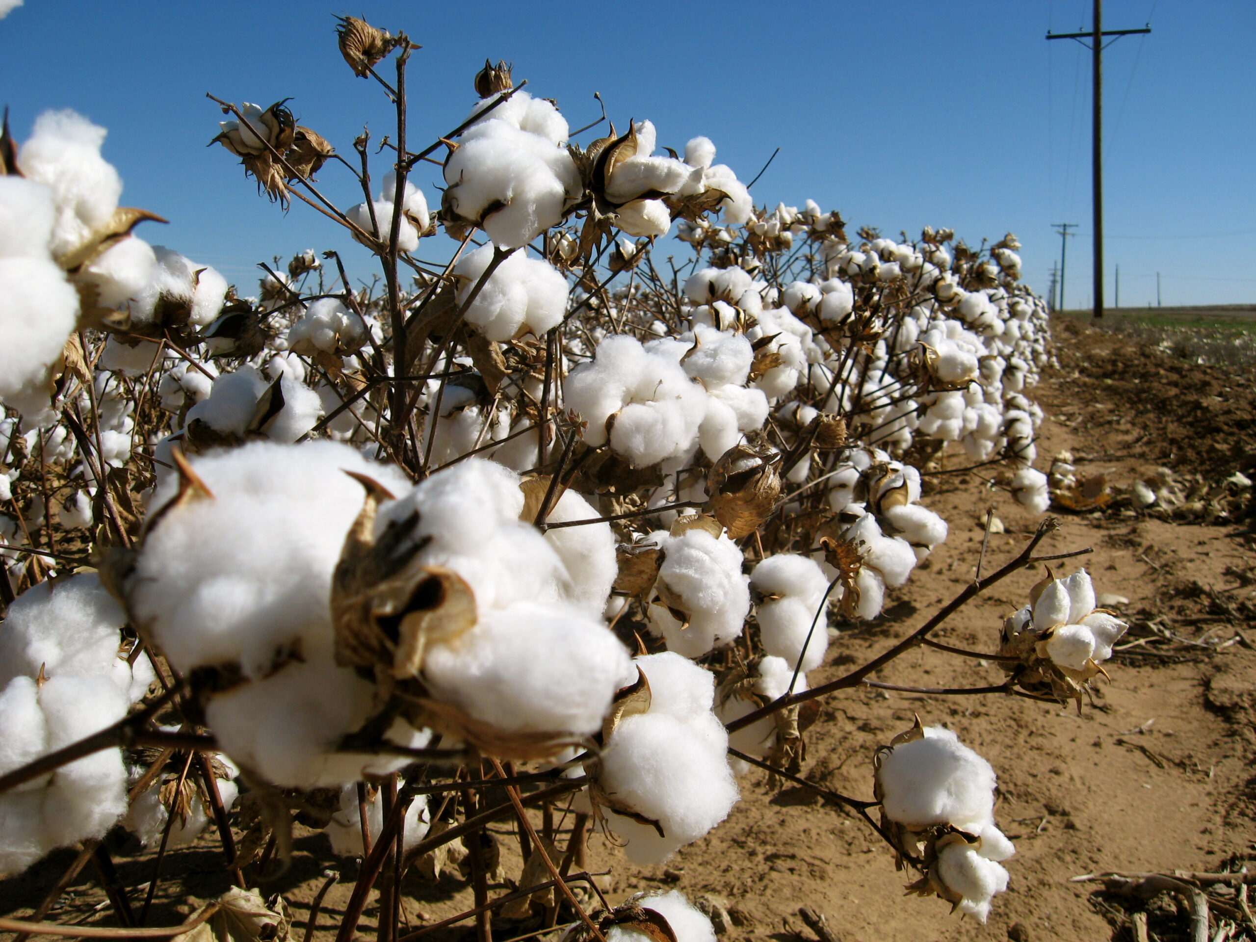 Cabinet clears Rs 56.59 billion Mission for Cotton Productivity to boost output by 2031