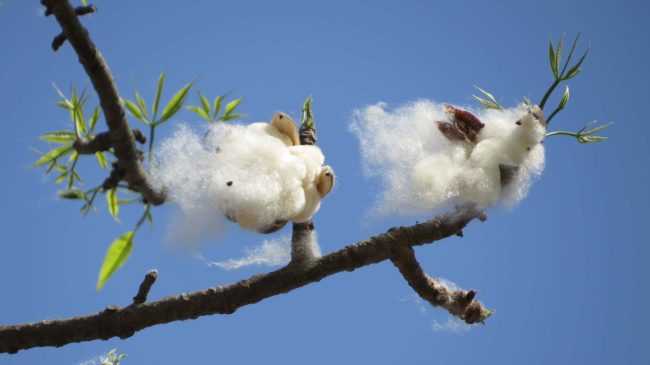 Cotton textile industry fortunes plummet