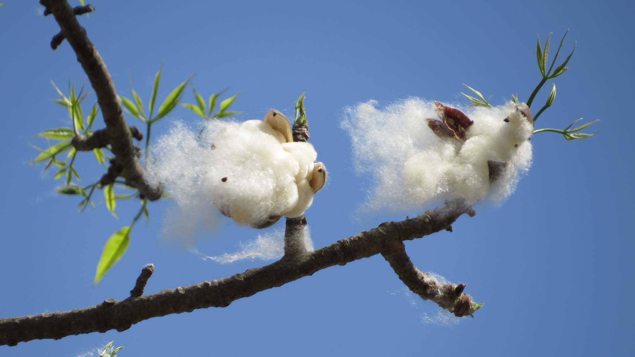 <strong>Cotton textile industry fortunes plummet</strong>