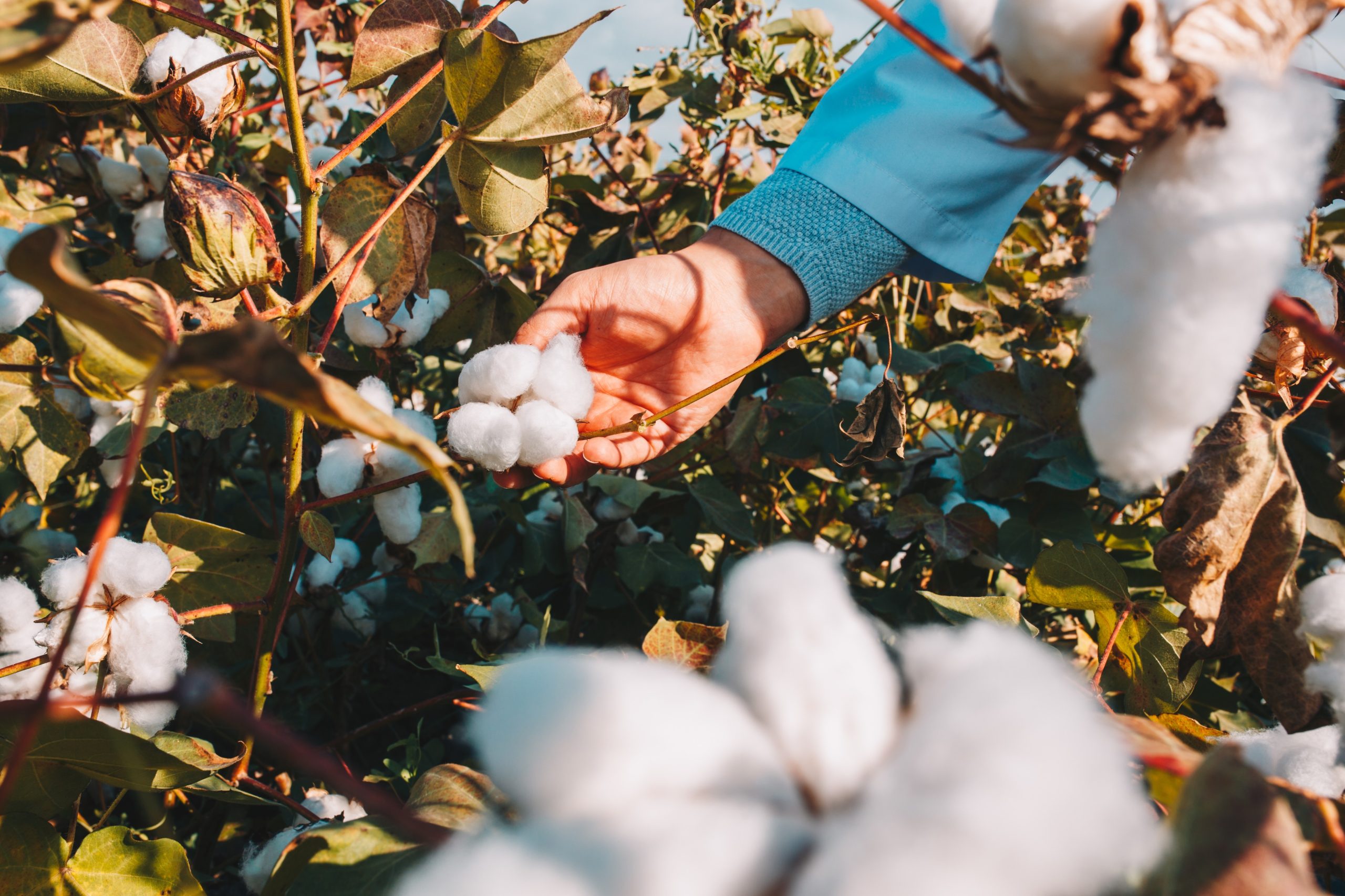Waste cotton to saving the planet