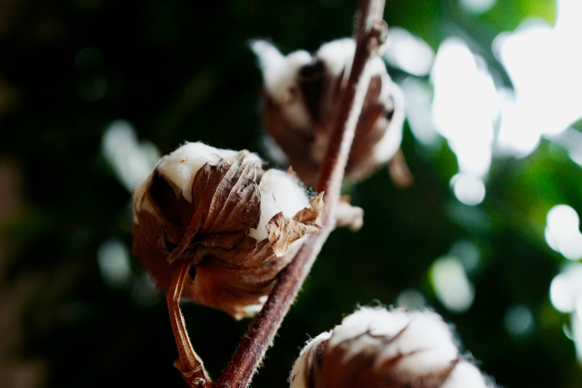 Textile Exchange updates Organic Content Standard Policy